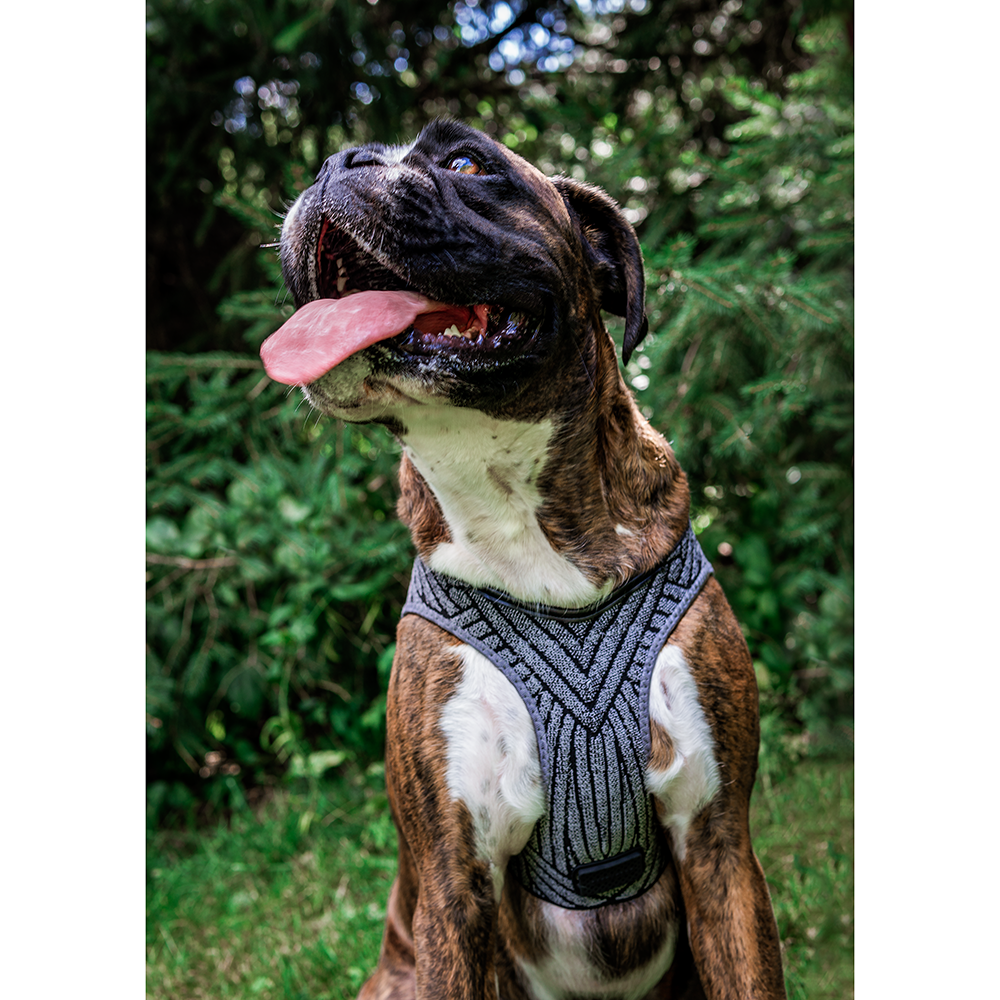 Instachew PETKIT Air Fly Dog Harness-18